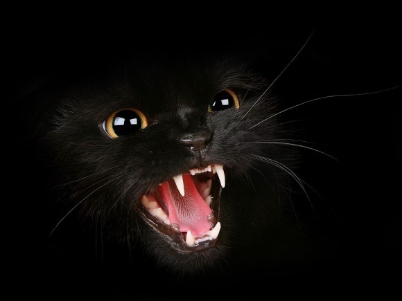 Покажите элегантную, изящную черную кошку