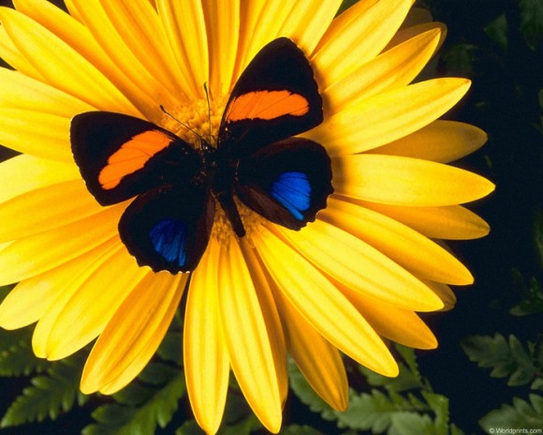 Покажите красивую бабочку? 