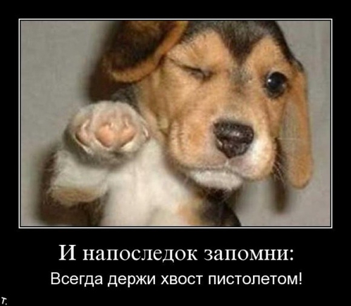 Est Kakie Nibud Smeshnye Kartinki