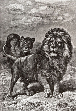 Покажите картины со львами или лепардами?