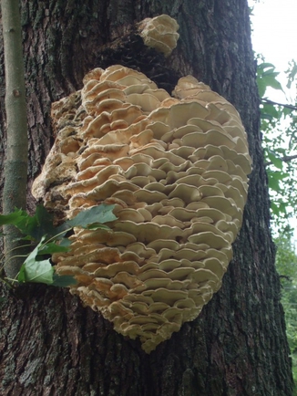 Покажите вашу фотографированную фотографию,которую вы считаете самой красивой или художественной!?