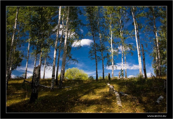 покажите фотографии леса с солнышком, пожалуйста?
