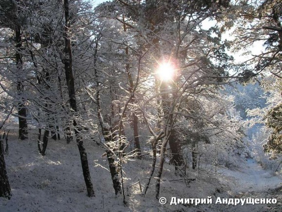 покажите фотографии леса с солнышком, пожалуйста?