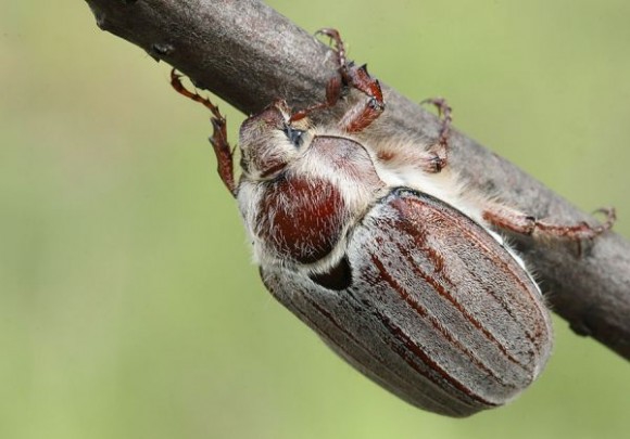 Есть фотка страшного майского жука ?