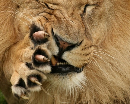 Покажите картинку льва - хорошего, красочного качества, в большом разрешении)