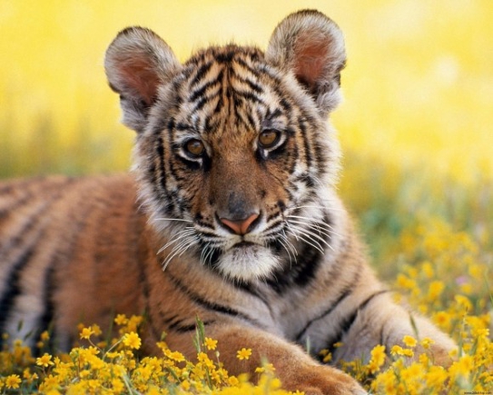 покажите мне красиую картинку,фото тигра пожалуйсто :)