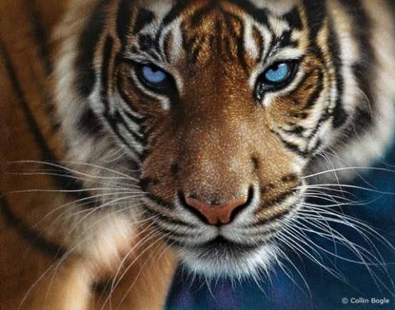 покажите мне красиую картинку,фото тигра пожалуйсто :)