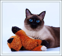 Какая кошка лучше сиамская или русская голубая
